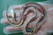覆灭益虫的生物是哪些 (覆灭益虫的生物有哪些)