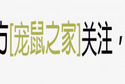 宠鼠之家：瑞士新法规保护豚鼠等群居动物，公众号原创赞赏功能引发讨论