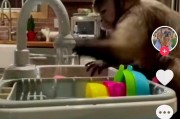 黑帽悬猴地址在哪里 (黑帽悬猴介绍)