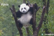 大熊猫有攻打性吗