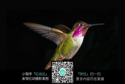 蜂鸟方案讲的是什么