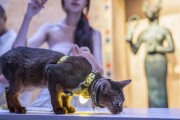 故宫博物院与儿童艺术剧院联手推出歌舞剧猫神在故宫，引发博物馆文化新潮流