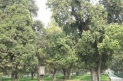 北京哪里有树葬公墓 (北京哪里有树葬的地方)