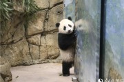 对于大熊猫的常识