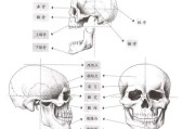 绘画入门必看！动漫人物脸部不同角度绘画教程及五官位置规律揭秘