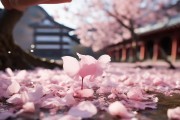 记忆中的樱：从乡土名字到烂漫花朵，聆听樱花的美好