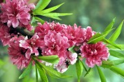 赏花宝典如何助百度攻克视觉搜查难题 (赏花宝鉴)