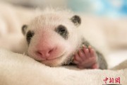 大熊猫的体重是小熊猫的4倍 大小熊猫各重多少千克 大熊猫比小熊猫重18千克
