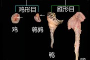 企鹅是怎样顺应凛冽的环境的