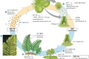 有什么作用 SEO是什么 (有什么作用是什么意思)
