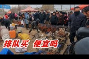 如今公鸡多少钱一个 (如今公鸡多少钱一只)