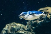 小破站的「后浪」刷爆全网