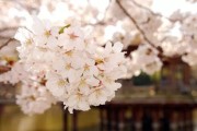 日本自由行生存手册：温泉、美食、购物、历史游乐园、三大庭院、大海绝景全攻略