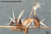 蜘蛛池 寄生虫 站群 揭开黑帽SEO的奥秘面纱 (蜘蛛池寄生虫怎么办)