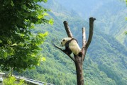 熊猫测试小游戏攻略