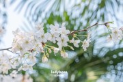 苏州樱花地图：十大赏樱好去处，云赏樱攻略及经典小众赏樱胜地