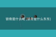 锁骨是什么呢 (锁骨是什么东东)