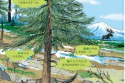 环球驰名森林称号有哪些 (环球森林科技有限公司)