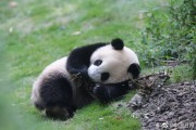 熊猫电子个人有限公司的企业科技