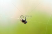 蜘蛛会捉虫子吗 (蜘蛛捉虫子的视频)