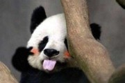 二次元神奇空间，萌系属性大揭秘，哪一个打动了你？