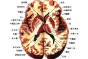 征特点是 SEO特 (特征中的征是什么意思)