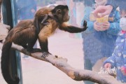 黑帽悬猴是几级包全生物 (黑帽悬猴几月份生产)