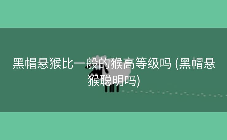 黑帽悬猴比一般的猴高等级吗 (黑帽悬猴聪明吗)